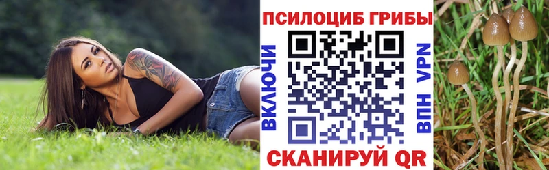 Псилоцибиновые грибы Psilocybe  наркошоп  Кашин 
